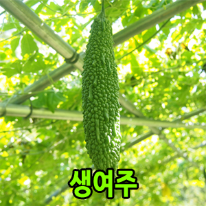 (������������)[���ŷ�]������ ����15kg(��Ÿ���� Ȳ����)(�߼���:7��15������ ù�߼�)(Ÿ��ǰ�����Ұ�)